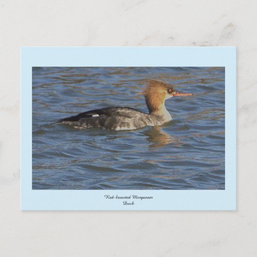 Merganser Ente Postkarte (Vorderseite)