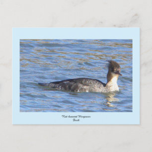 Merganser Ente Postkarte