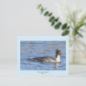 Merganser Ente Postkarte (Stehend Vorderseite)
