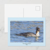 Merganser Ente Postkarte (Vorne/Hinten)