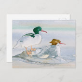 Merganser Goosander Bird Duck Postcard Postkarte (Vorne/Hinten)