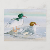 Merganser Goosander Bird Duck Postcard Postkarte (Vorderseite)