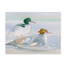 Merganser Goosander Bird Duck Postcard