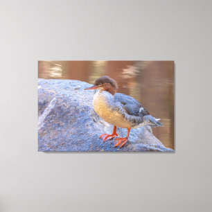 Merganser Leinwanddruck