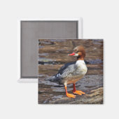 Merganser Magnet (Vorderseite/Rückseite)