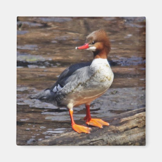 Merganser Magnet (Vorne)