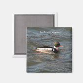 Merganser-Magnet Magnet (Vorderseite/Rückseite)
