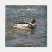 Merganser-Magnet Magnet (Vorne)