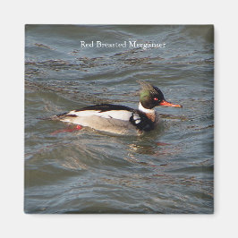 Merganser-Magnet Magnet