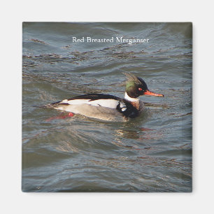Merganser-Magnet Magnet