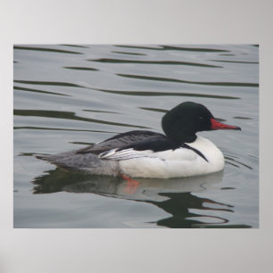 Merganser-Männchen-Poster Poster