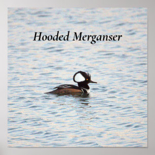 Merganser-Poster Poster