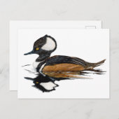 Merganser Postkarte (Vorne/Hinten)