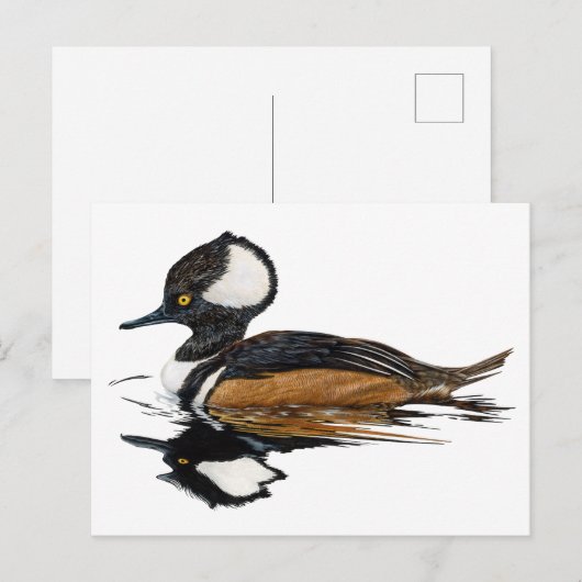 Merganser Postkarte (Vorne/Hinten)