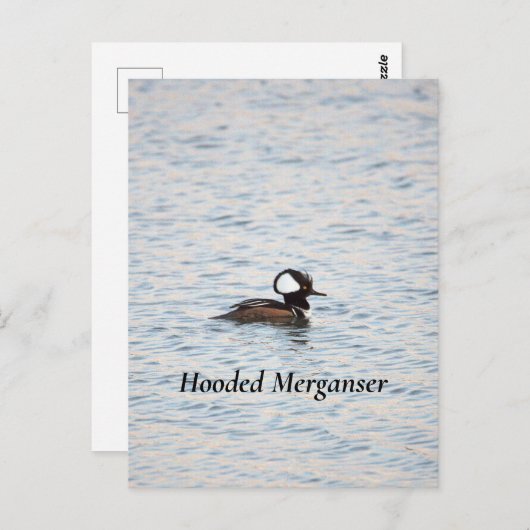 Merganser Postkarte (Vorne/Hinten)