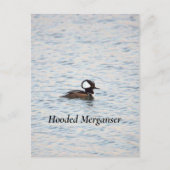 Merganser Postkarte (Vorderseite)