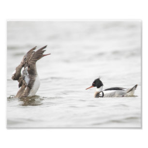 Merganser Rot-Brötchen Achtung Printwerbung Fotodruck