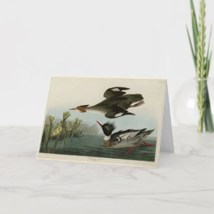 Merganser, Rotbrüste, Audubons Vögel von Amerika Karte