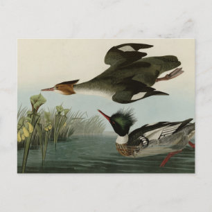 Merganser, Rotbrüste, Audubons Vögel von Amerika Postkarte
