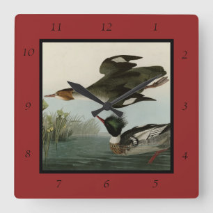 Merganser, Rotbrüste, Audubons Vögel von Amerika Quadratische Wanduhr