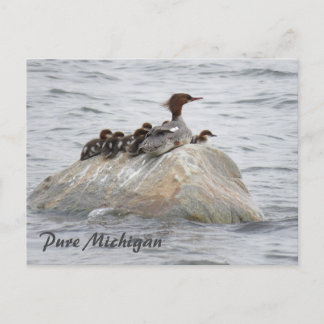 Merganser und Küken, Postkarte Nord-Michigan