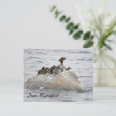 Merganser und Küken, Postkarte Nord-Michigan (Stehend Vorderseite)