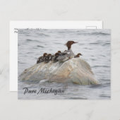 Merganser und Küken, Postkarte Nord-Michigan (Vorne/Hinten)