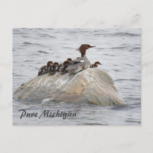 Merganser und Küken, Postkarte Nord-Michigan (Vorderseite)
