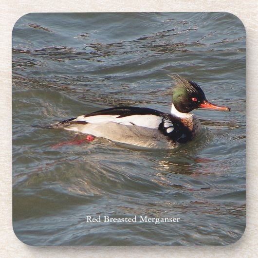 Merganser Untersetzer (Vorderseite)