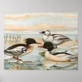 Mergansers Vintag Bird Illustration Poster (Vorne)