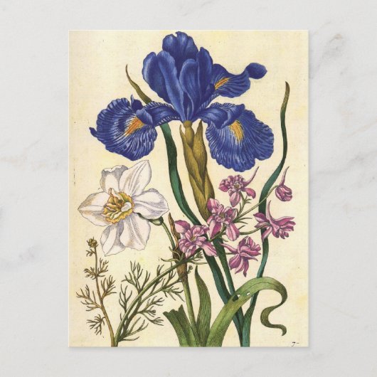 Merian Floral Kunst, Dichtung und Musik Postkarte (Vorderseite)