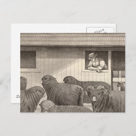 Merino-Schafe Postkarte (Vorne/Hinten)