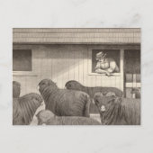 Merino-Schafe Postkarte (Vorderseite)