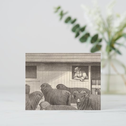 Merino-Schafe Postkarte (Stehend Vorderseite)