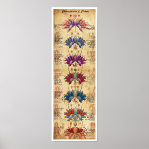 Merkmale von Chakras - Kontrastiver Stil Poster