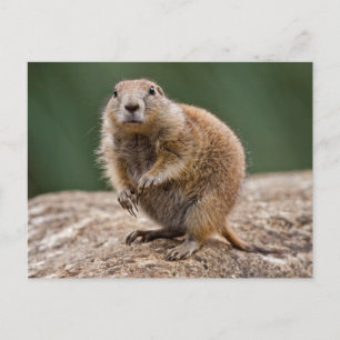 Merkwürdige Präriehund-Postkarte Postkarte