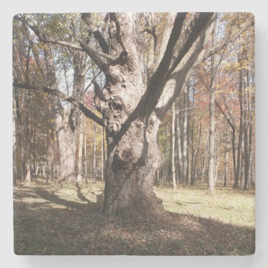 Merkwürdiger Baum Steinuntersetzer (Vorderseite)