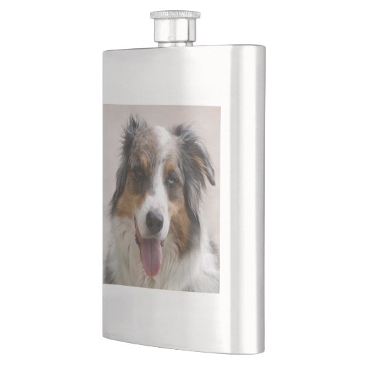 merle aussie flachmann (Links)