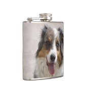 merle aussie flachmann (Rechts)