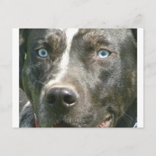 Merle catahoula.png postkarte