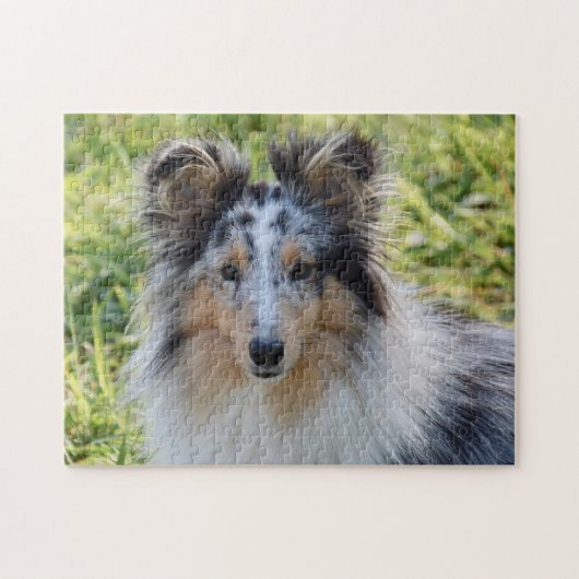 Merle Shetland Sheepdog - Sheltie Dog Puzzle (Horizontal)