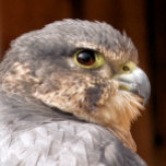 MERLIN FALCON BIRD OF PREY ERINNERUNGSKISTE<br><div class="desc">Ein fotografisches Design eines schönen Raubvogels des Merlin-Falken.</div>