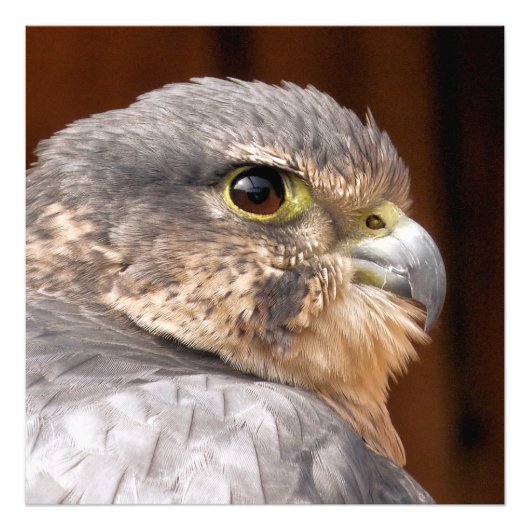MERLIN FALCON BIRD OF PREY FOTODRUCK (Vorne)