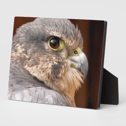 MERLIN FALCON BIRD OF PREY FOTOPLATTE (Seite)