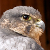 MERLIN FALCON BIRD OF PREY METALL BROTDOSE