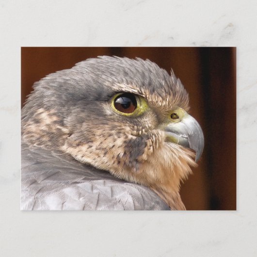 MERLIN FALCON BIRD OF PREY POSTKARTE (Vorderseite)