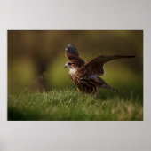 Merlin Falcon fliegt Poster (Vorne)