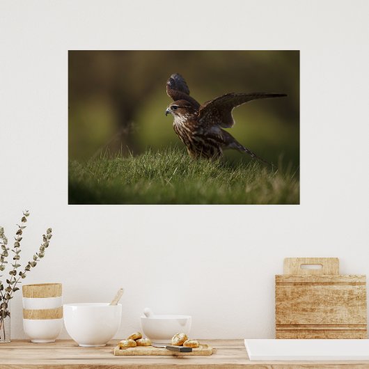 Merlin Falcon fliegt Poster (Küche)