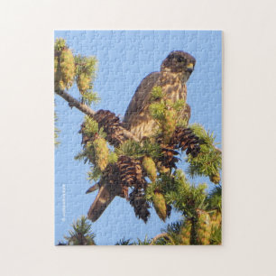 Merlin Falcon in der Pine Tree Puzzle