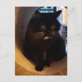 Merlin in der Tunnel-Postkarte Postkarte